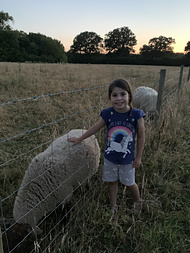 R putting her arm through a fence to stroke a sheep in the twilight as the sun goes down - she is ecstatic about this