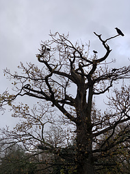 A bare tree full of crows, silhouetted against a grey sky
